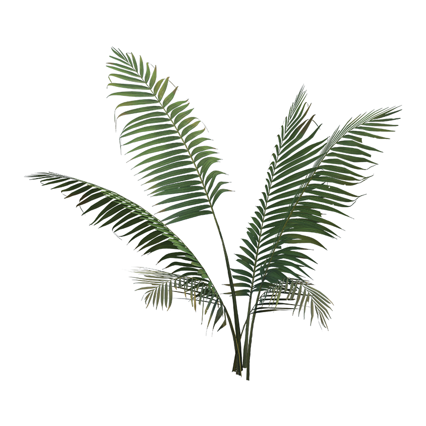Lytocaryum weddellianum - Weddell's Palm 02